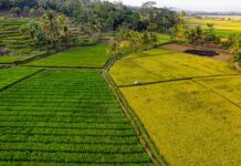 NyankopƆn Nyℇ Basabasa NyankopƆn Nyℇ Basabasa.